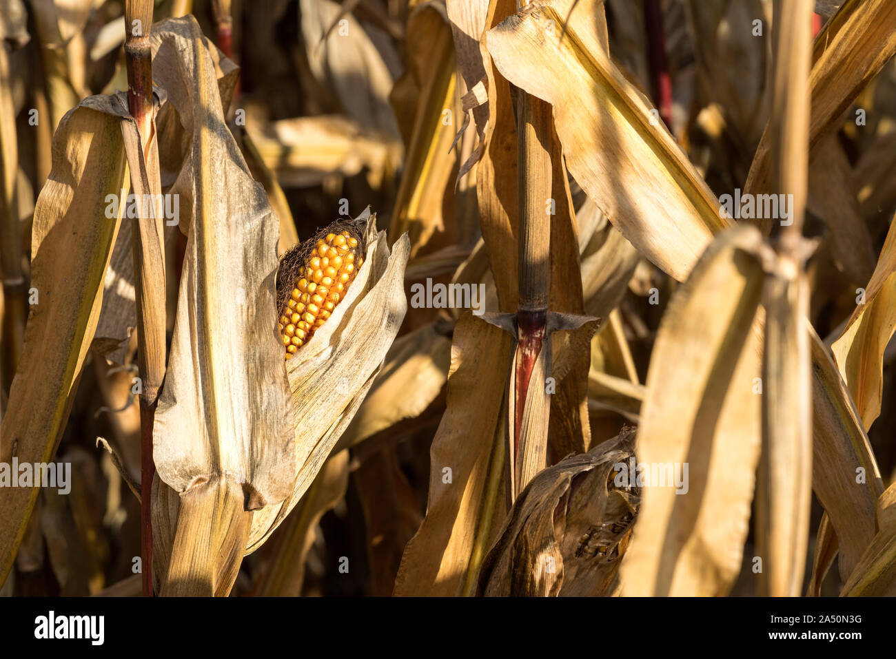 Champ de maïs mûr en octobre, l'alimentation animale, Oberweser, Weser Uplands, Hesse, Germany, Europe Banque D'Images