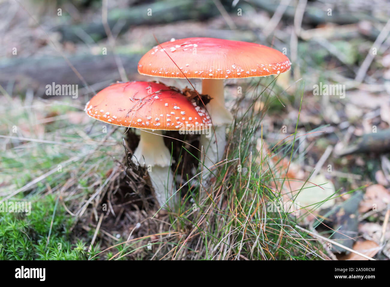 Paire de fly agaric dans la forêt Banque D'Images