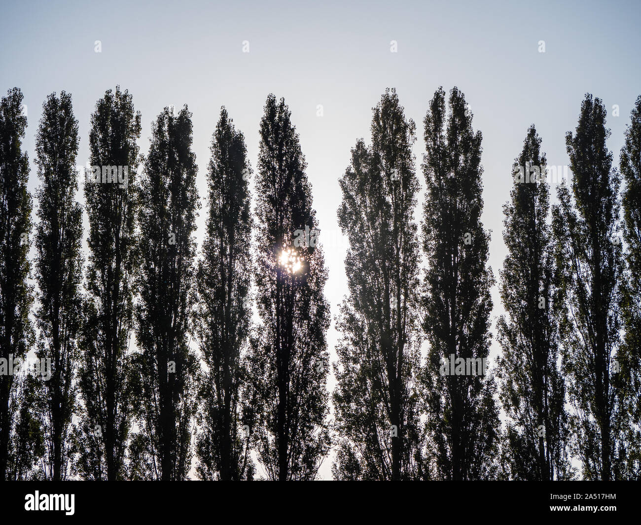 Paysage d'automne, Christchurch Meadows, Caversham, Reading, Berkshire, Angleterre, RU, FR. Banque D'Images