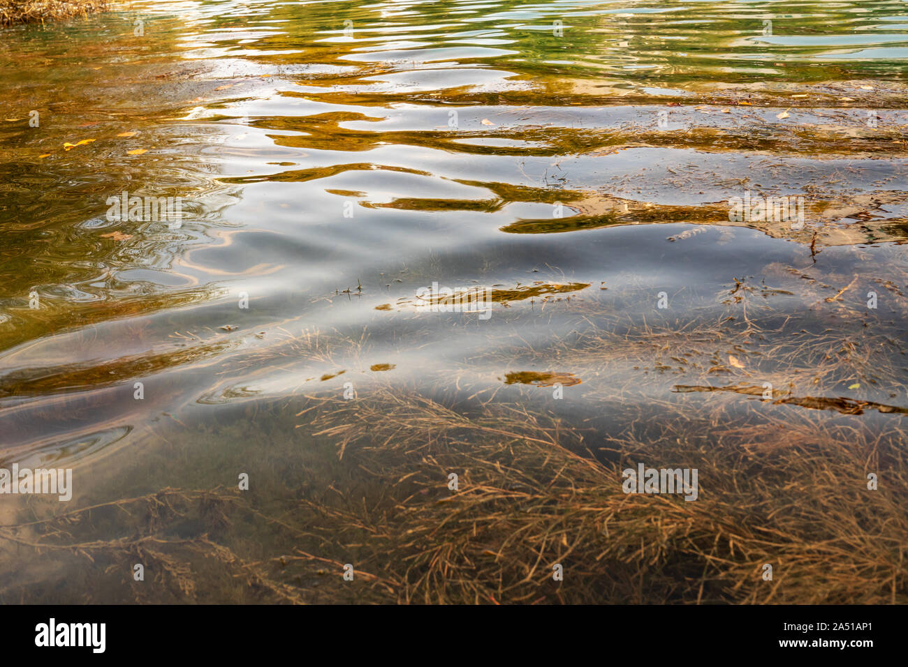 L'eau claire qui coule dans une rivière dans la forêt. Banque D'Images