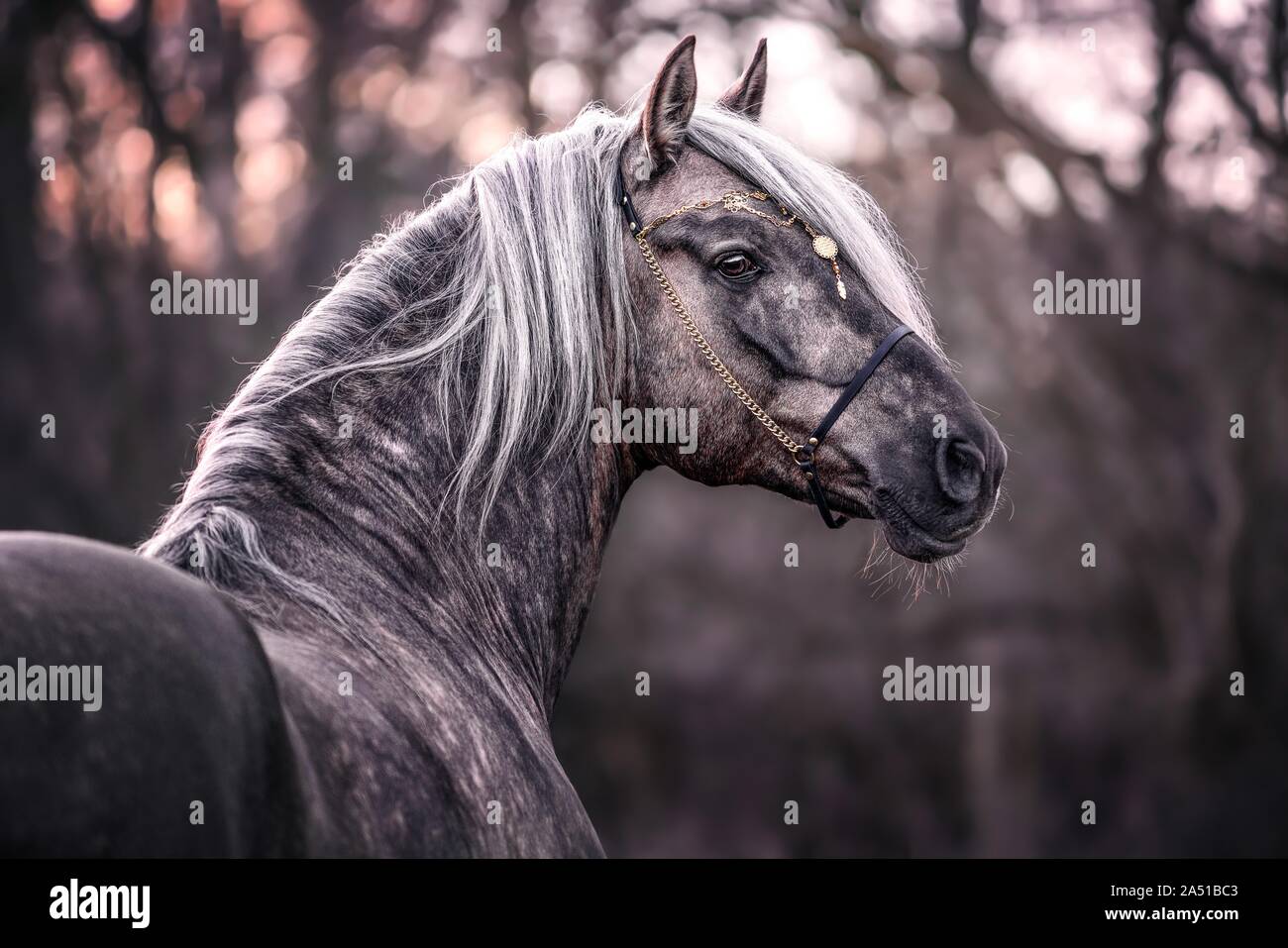 Portrait cheval andalou Banque D'Images