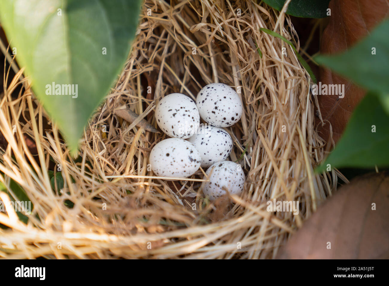 Nid d'oiseau avec des oeufs dans la belle nature. Banque D'Images