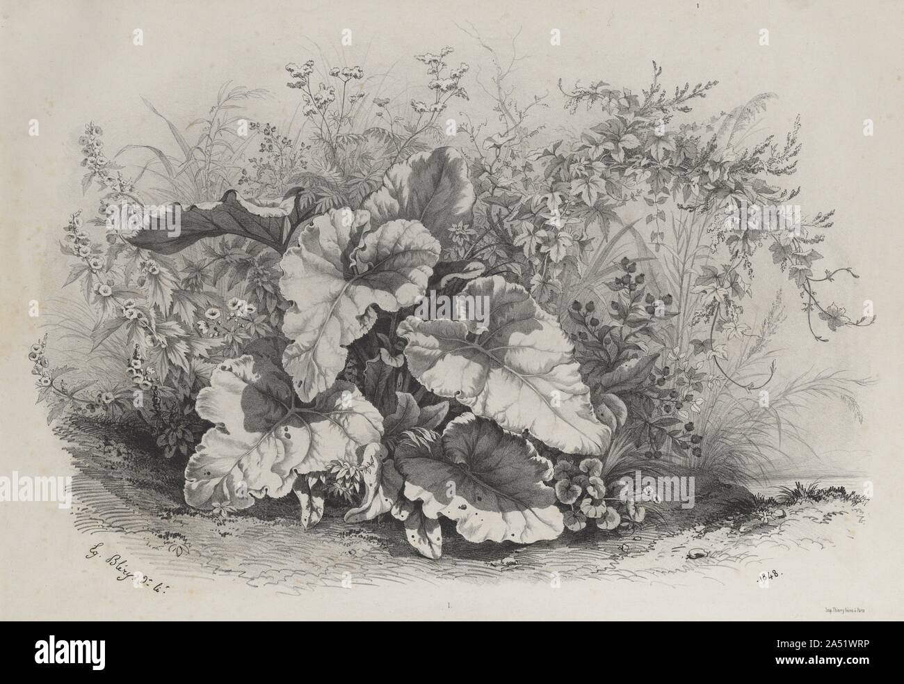 Étude de l'usine d'un groupe de plantes diverses dessiné et lithographié après la Nature (groupes de plantes varie dessin&# xe9;es sur Nature et lithographi&# xe9;es...), 1848. Banque D'Images
