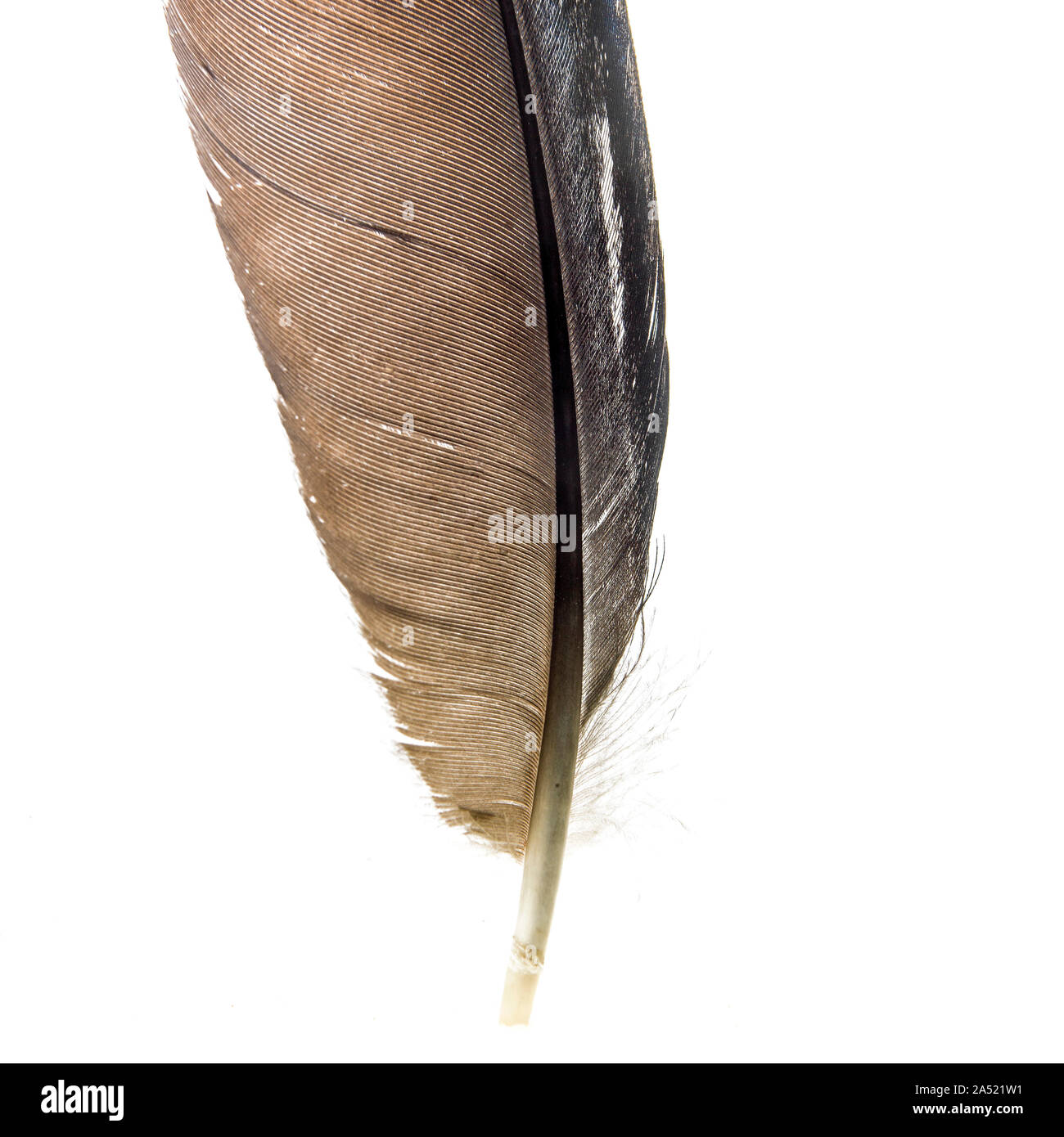 Le plumage des oiseaux, Close up Banque D'Images