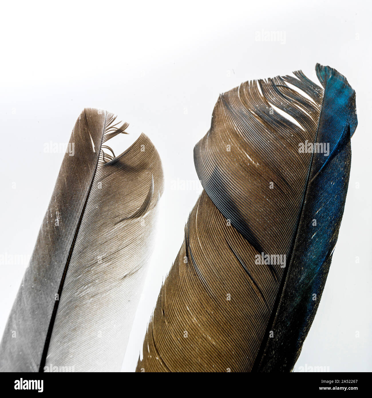 Le plumage des oiseaux, Close up Banque D'Images