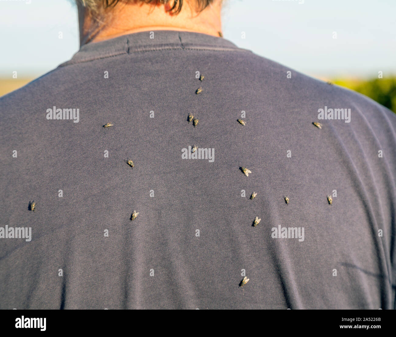 Vole sur le dos de l'homme, de l'Australie. Les mouches sont une nuisance dans la campagne australienne. Banque D'Images