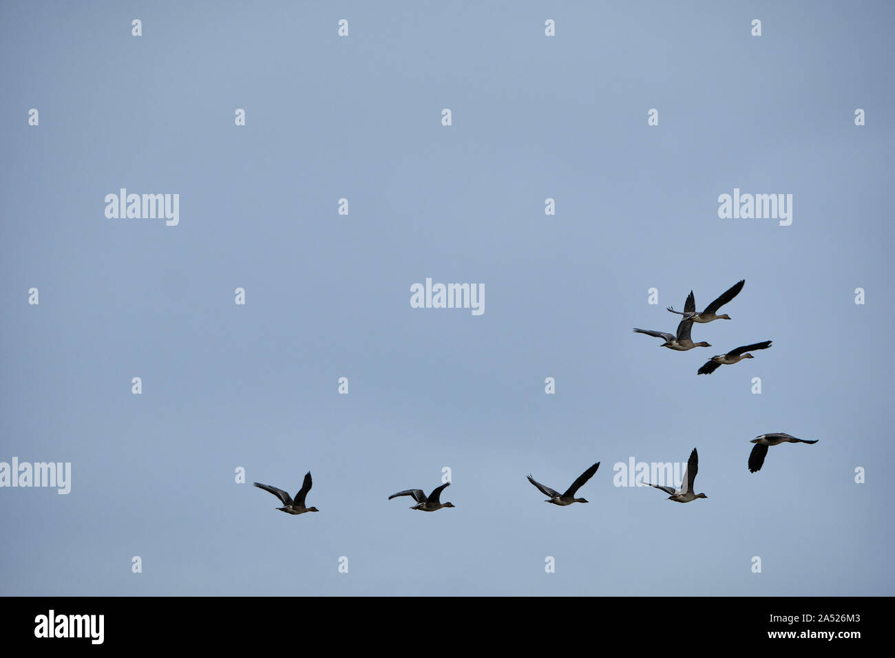 Une formation d'oies sauvages s'envole sur le fond du ciel Banque D'Images