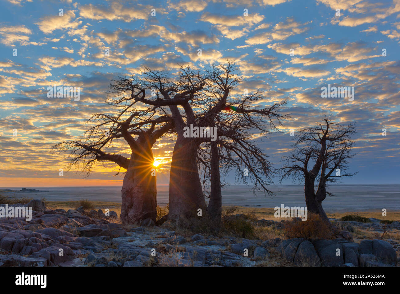 Lever du soleil à Kubu Island's du baobab Banque D'Images