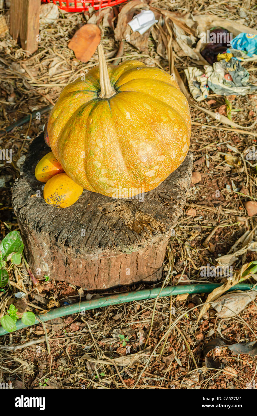 Citrouille Kalabasa et mangues commune sur Log In Garden Banque D'Images