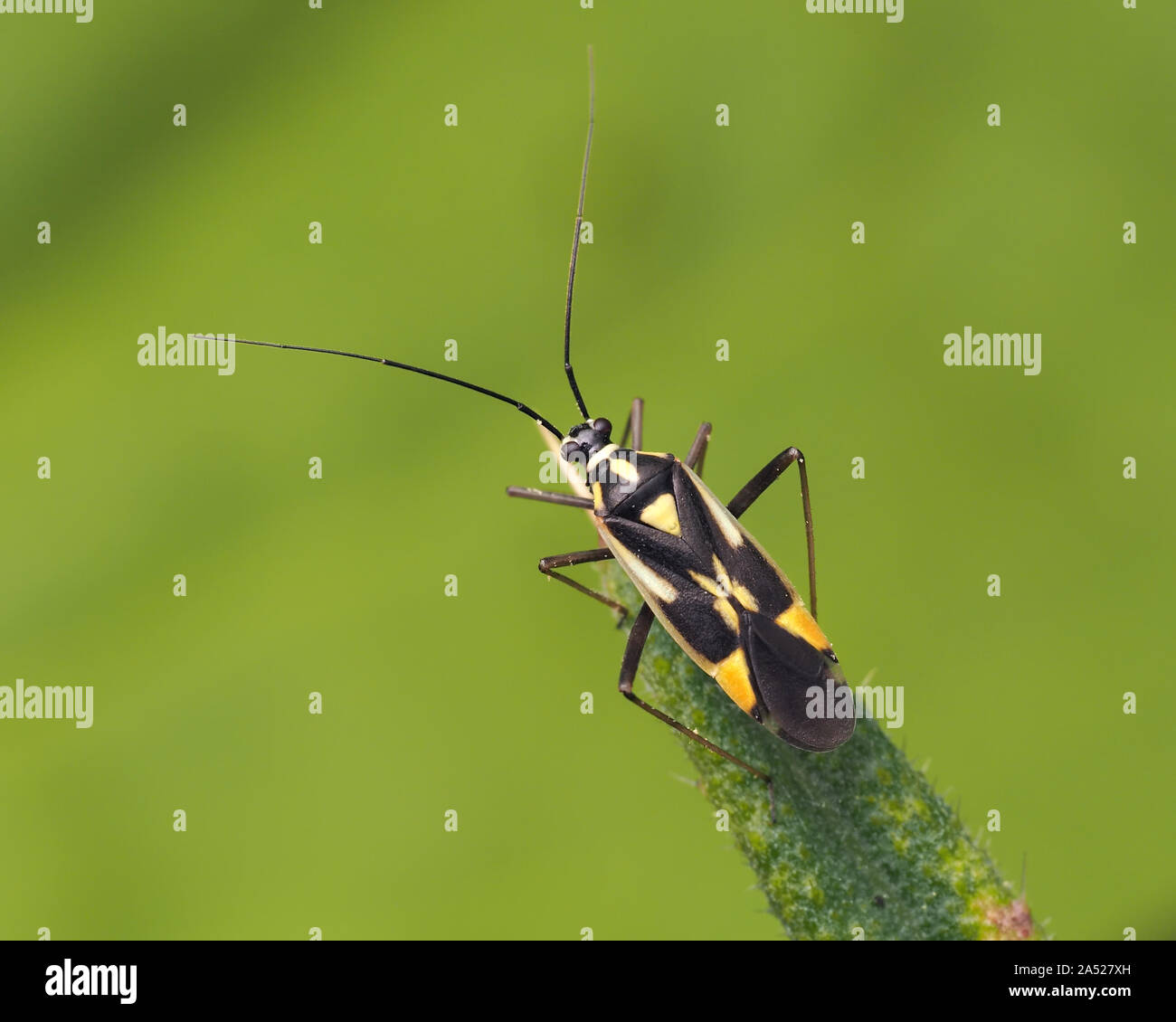 Grypocoris stysi punaises mirides perché sur des feuilles de chardon. Tipperary, Irlande Banque D'Images