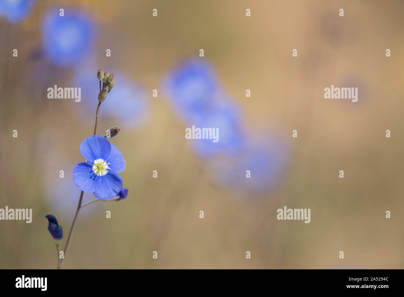 Bleu (Heliophila coronopifolia), Namaqualand, Northern Cape, Afrique du Sud Banque D'Images