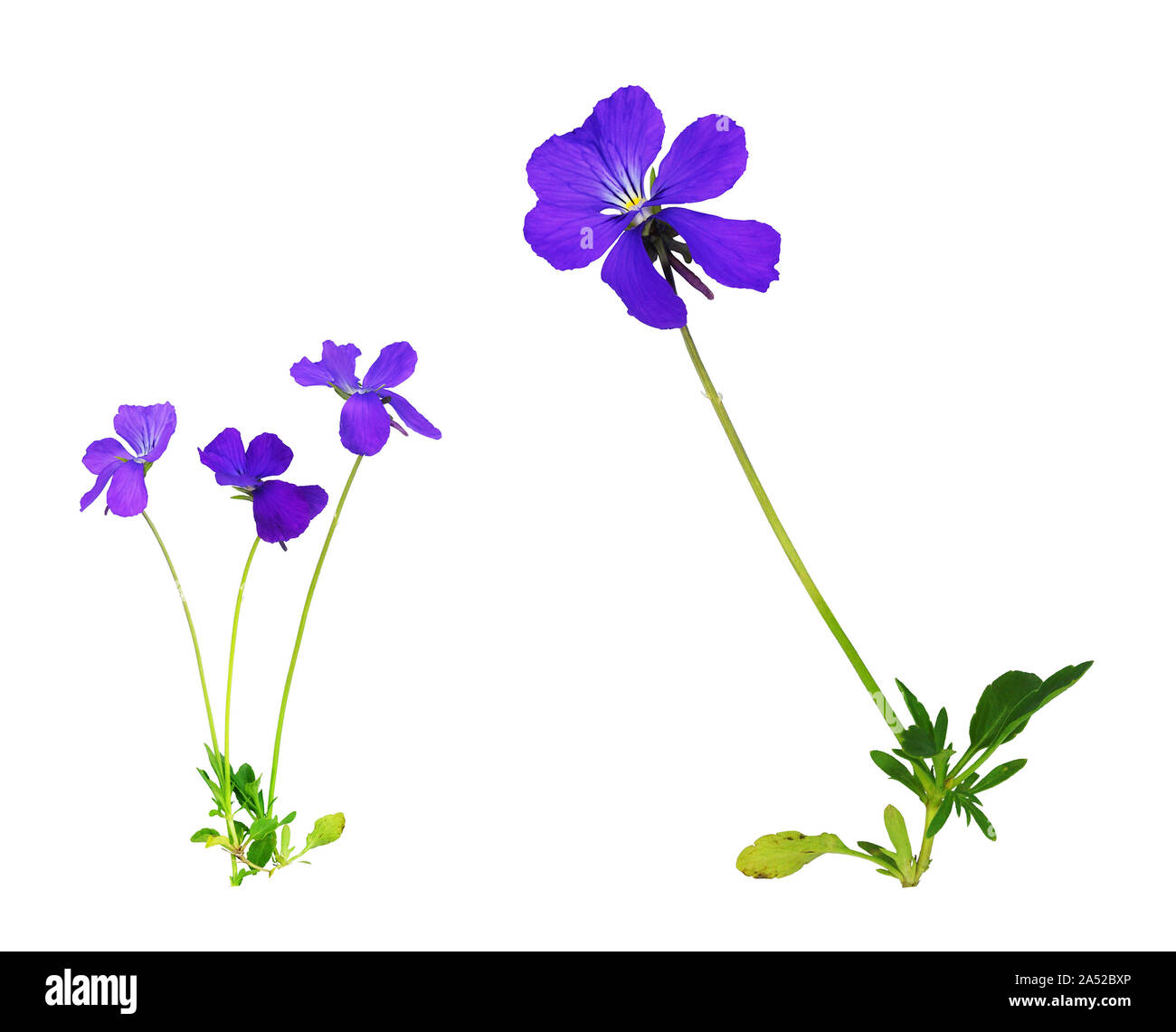 La pensée de montagne cornu isolé sur fond blanc. Banque D'Images