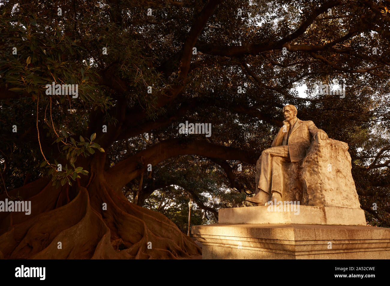 Un arbre géant gomero à côté de la statue d'Emilio Mitre au coucher du soleil. Recoleta, Buenos Aires, Argentine. Banque D'Images