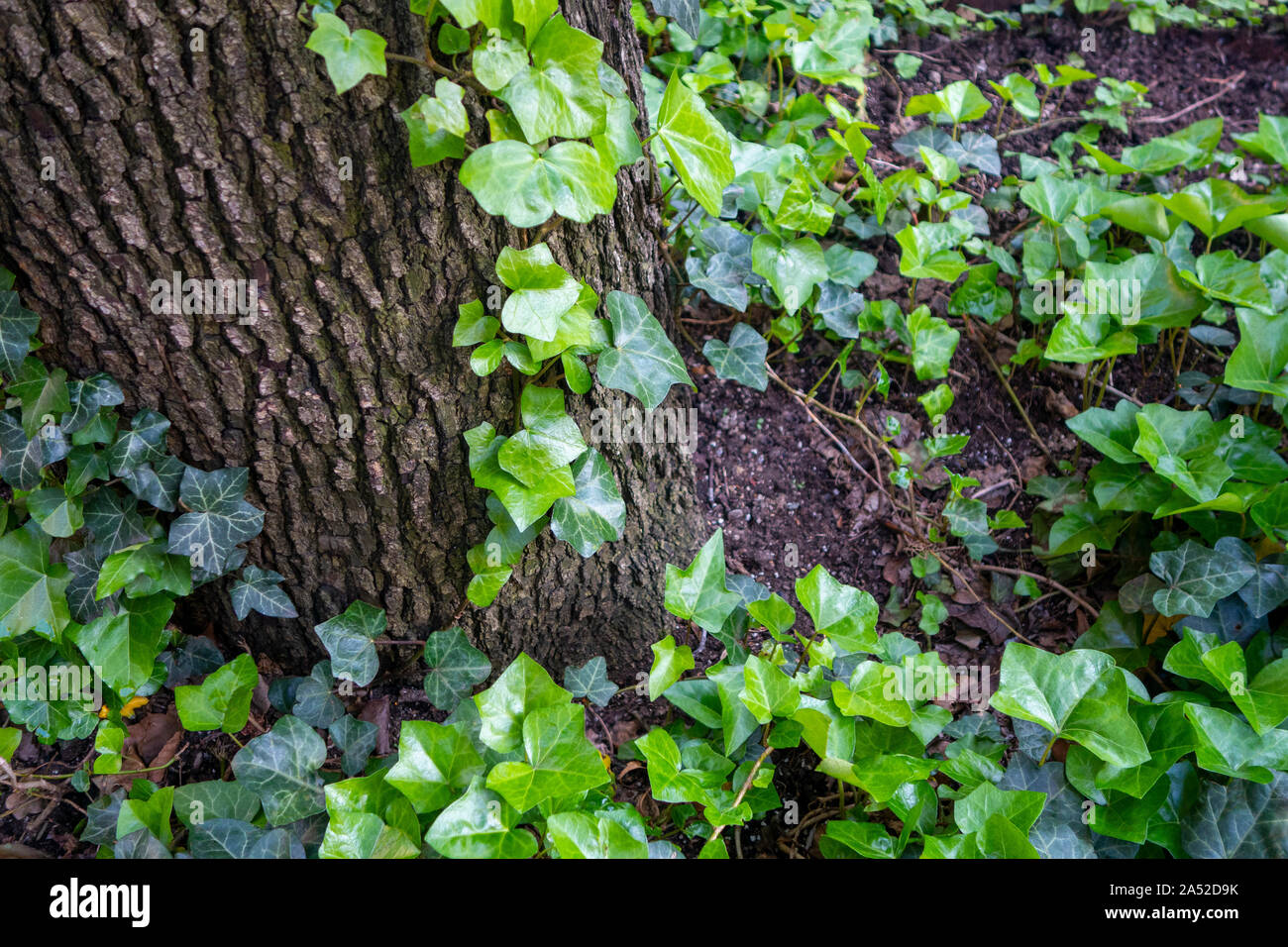 Chariot d'arbres dans le bois à l'ive en grandissant il Banque D'Images