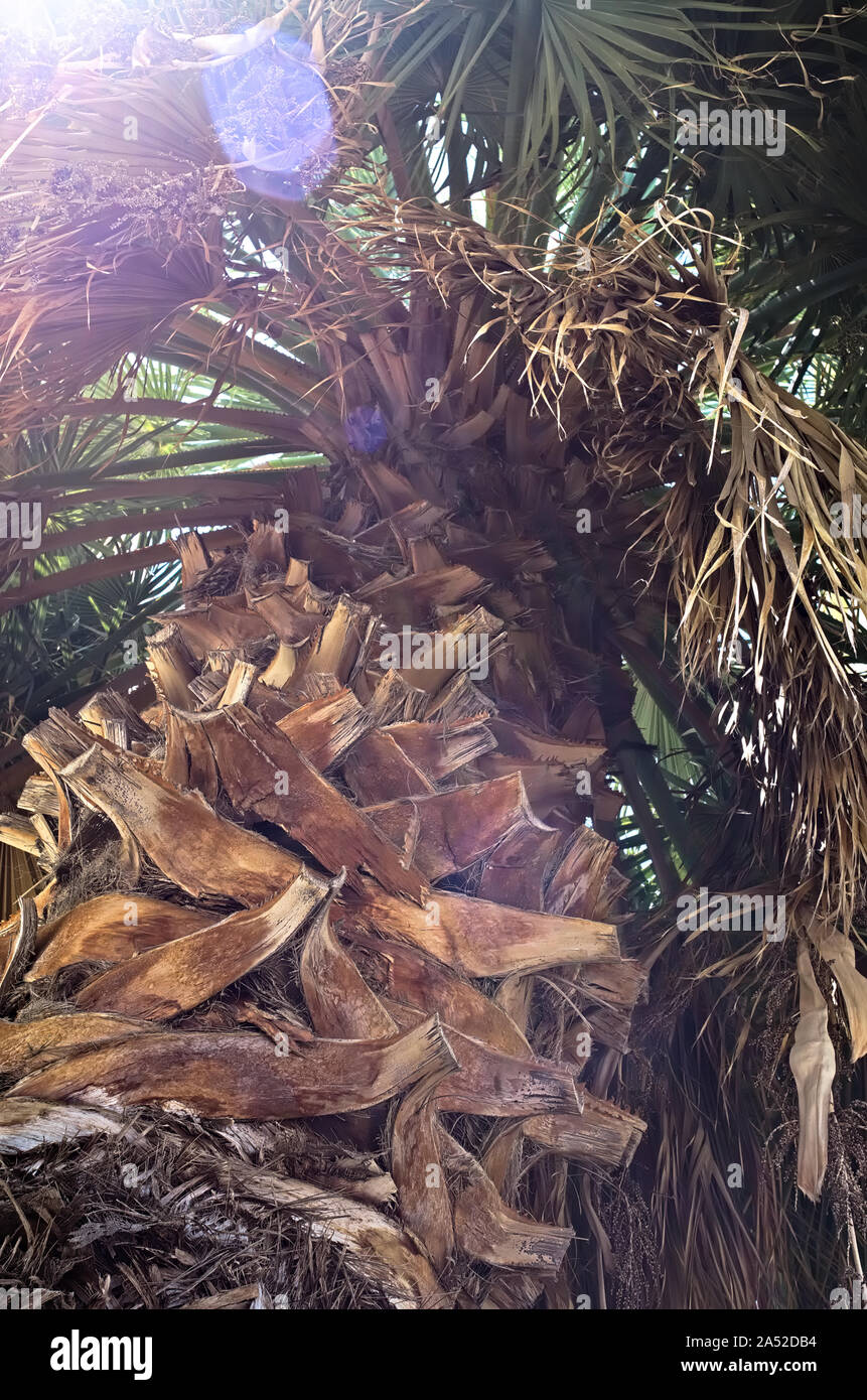 Low angle shot d'un palmier avec les rayons du soleil en passant par le feuillage Banque D'Images