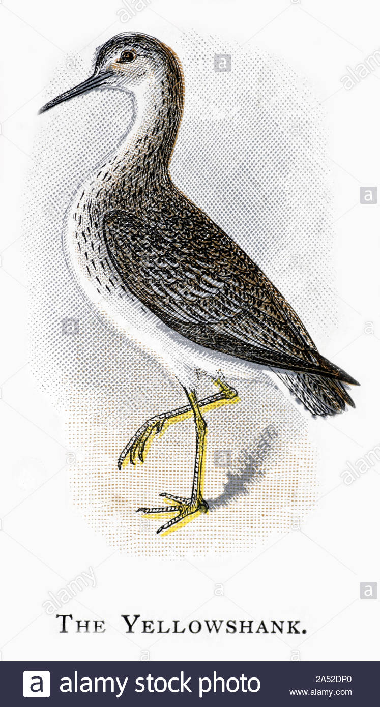 Falvipes Yellowshank (Tringa), publié en 1898 illustration vintage Banque D'Images