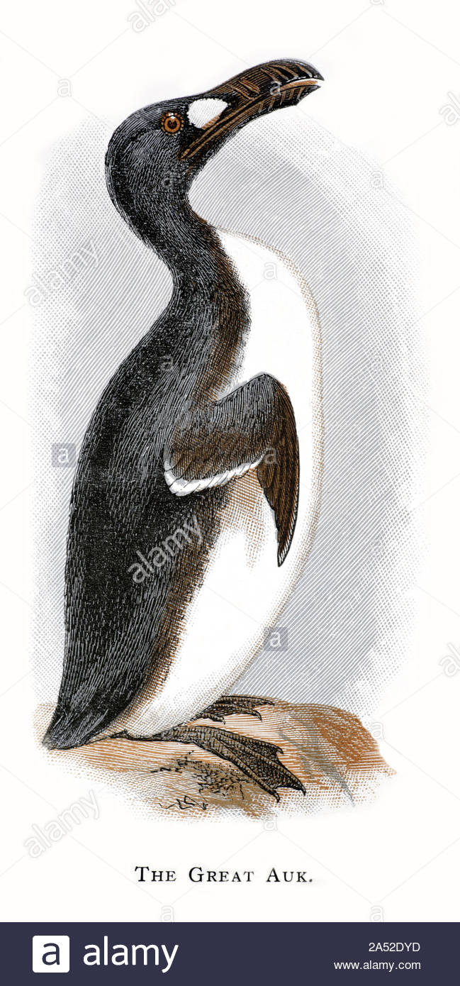 Great Auk (Pinguinus impennis), illustration ancienne publiée en 1898. La Grande Auk était une espèce d'oiseau de mer sans vol qui s'est éteinte au milieu du XIXe siècle Banque D'Images