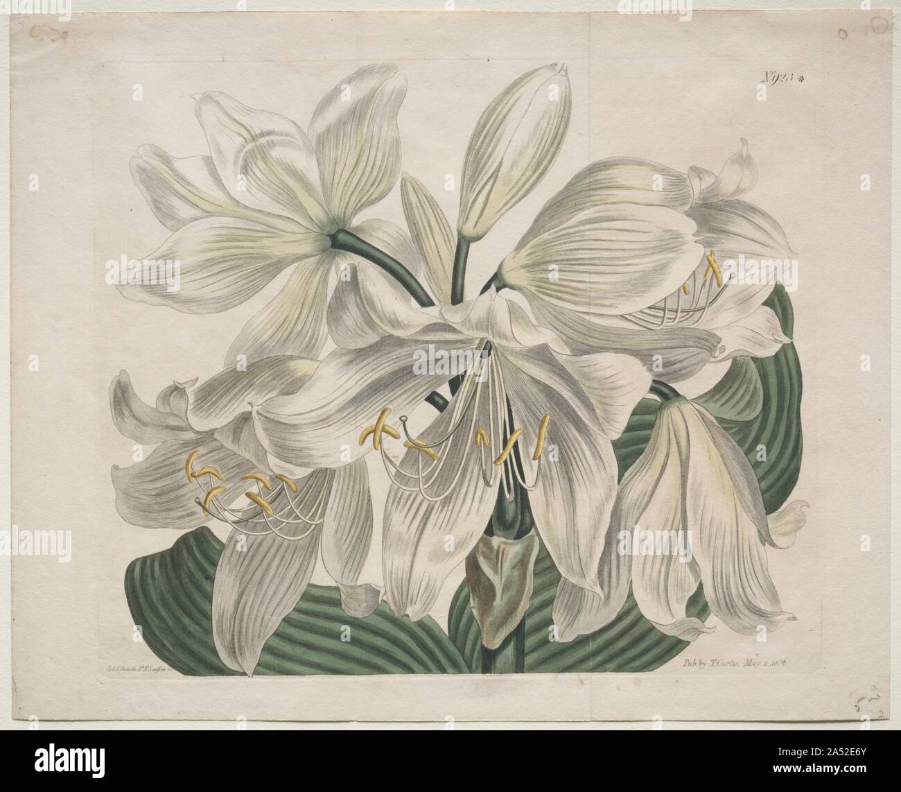 Le jardin botanique Jardin de fleurs ou de magazines Affiche : Cap Blanc - Coast Lily, 1806. L'Angleterre était au cœur de préoccupations botaniques au 18e siècle. Par exemple, les jardins de Kew a été fondée en 1721 et est devenu une institution majeure pour les connaissances sur les plantes de tous les continents. L'intérêt pour le jardinage conduit William Curtis pour fonder la revue spécialisée Botanical Magazine : Jardin de fleurs ou affiché en 1787. Curtis visant "à illustrer et décrire les la plupart des plantes à fleurs ornementales y compris des informations sur leur culture et des illustrations tirées de végétaux vivants et colorés comme près de natu Banque D'Images