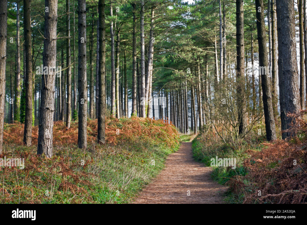 Forêt d'Anglesey Newborough. Le Nord du Pays de Galles est un important site de conservation de l'écureuil rouge. Il a été planté entre 1947 et 1965 avec pin de Corse. Banque D'Images