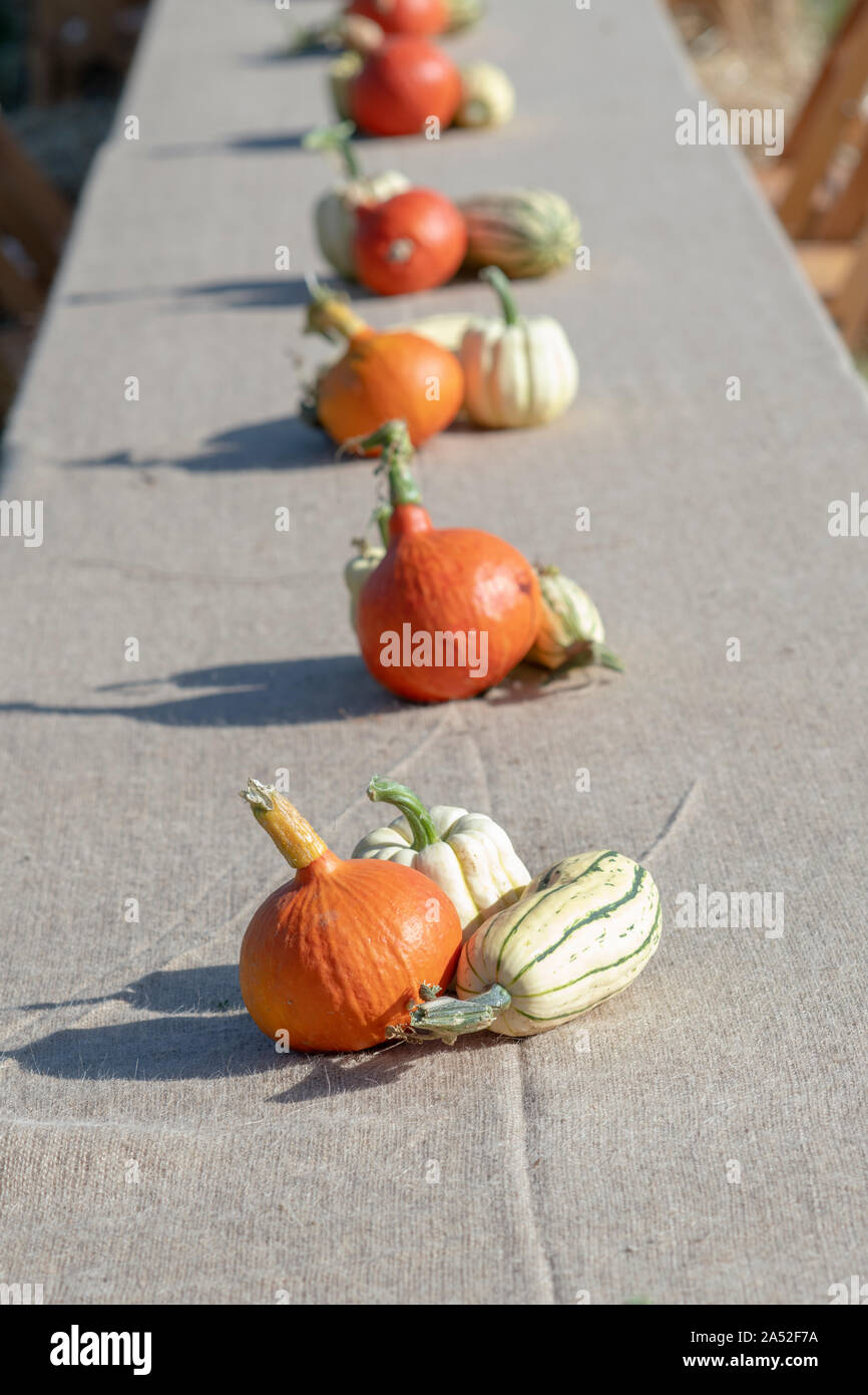 Citrouille, courge et squash afficher sur une longue table à Daylesford Organic farm shop festival d'automne. Daylesford, Cotswolds, Gloucestershire, Angleterre Banque D'Images