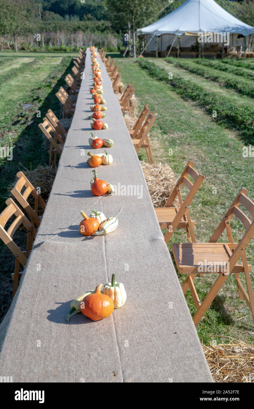 Citrouille, courge et squash afficher sur une longue table à Daylesford Organic farm shop festival d'automne. Daylesford, Cotswolds, Gloucestershire, Angleterre Banque D'Images