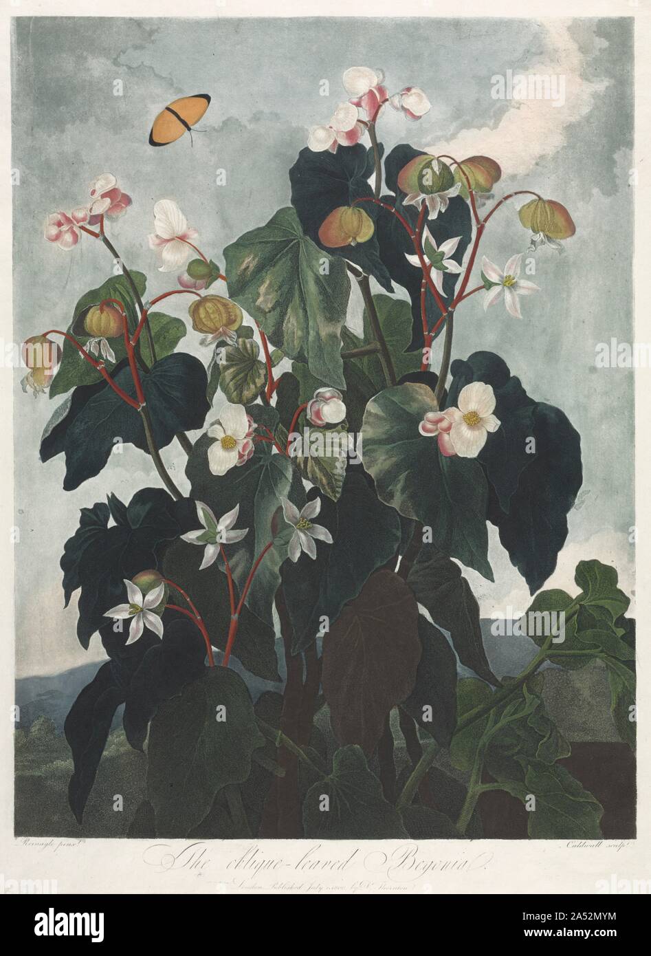 Le Temple de la flore, ou le jardin de la nature : l'Obique-leaved bégonia, 1800. Banque D'Images