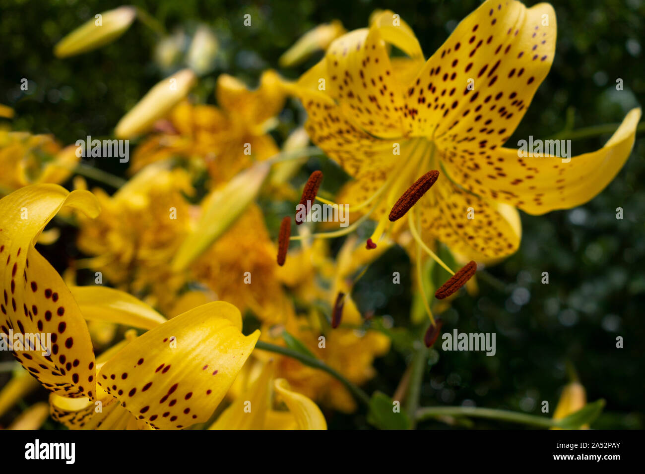 Le lis tigré orange jaune vif dans un parc extérieur Banque D'Images