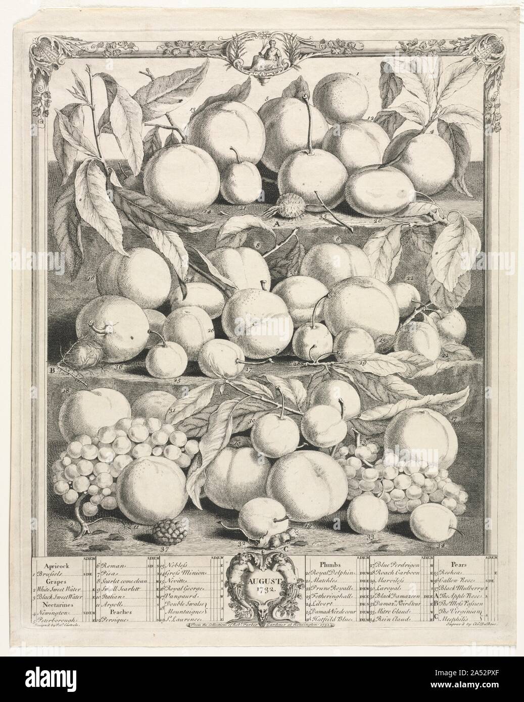 Douze mois de fruits : Août, 1732. Robert Furber, l'un des plus célèbres marchands de plantes à Londres, a publié douze mois de fleurs et fruits de douze mois en 1730 et 1732, respectivement. Ces ventes de catalogues, la première jamais réalisée en Angleterre, l'affichage des 400 370 fleurs et fruits disposés selon les mois où les fleurs et les fruits mûrissent ou bloom. Au moins deux douzaines d'usines américaines sont représentés, comme la flore des colonies s'est rapidement disponible en Europe. Banque D'Images