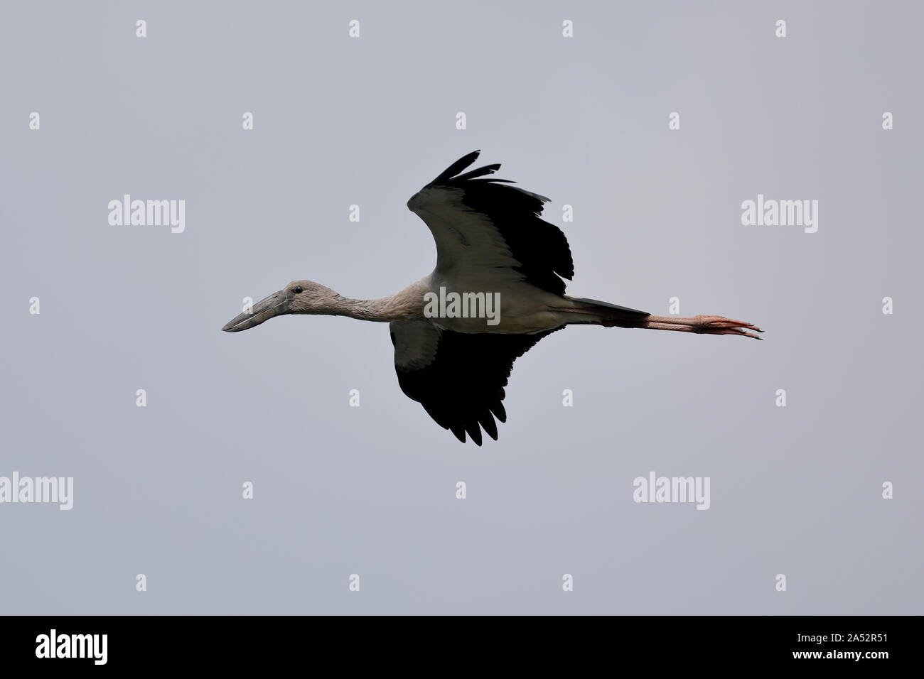 L'Asian openbill ou asiatique openbill stork est l'espèce de Ciconiidae. Elle se trouve principalement dans le sous-continent indien. Banque D'Images