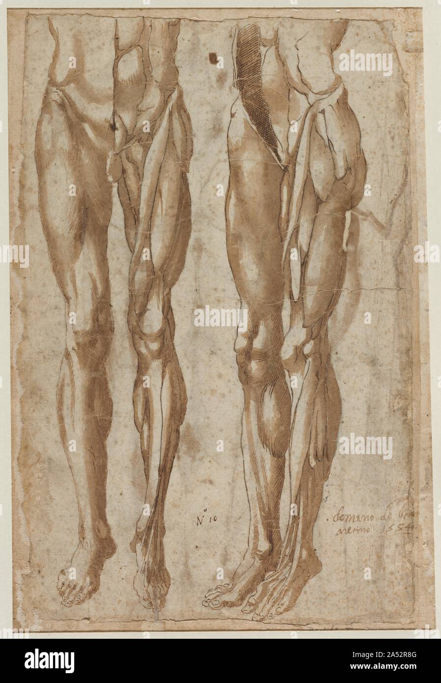 Deux études d'un homme écorché, 1554. Banque D'Images