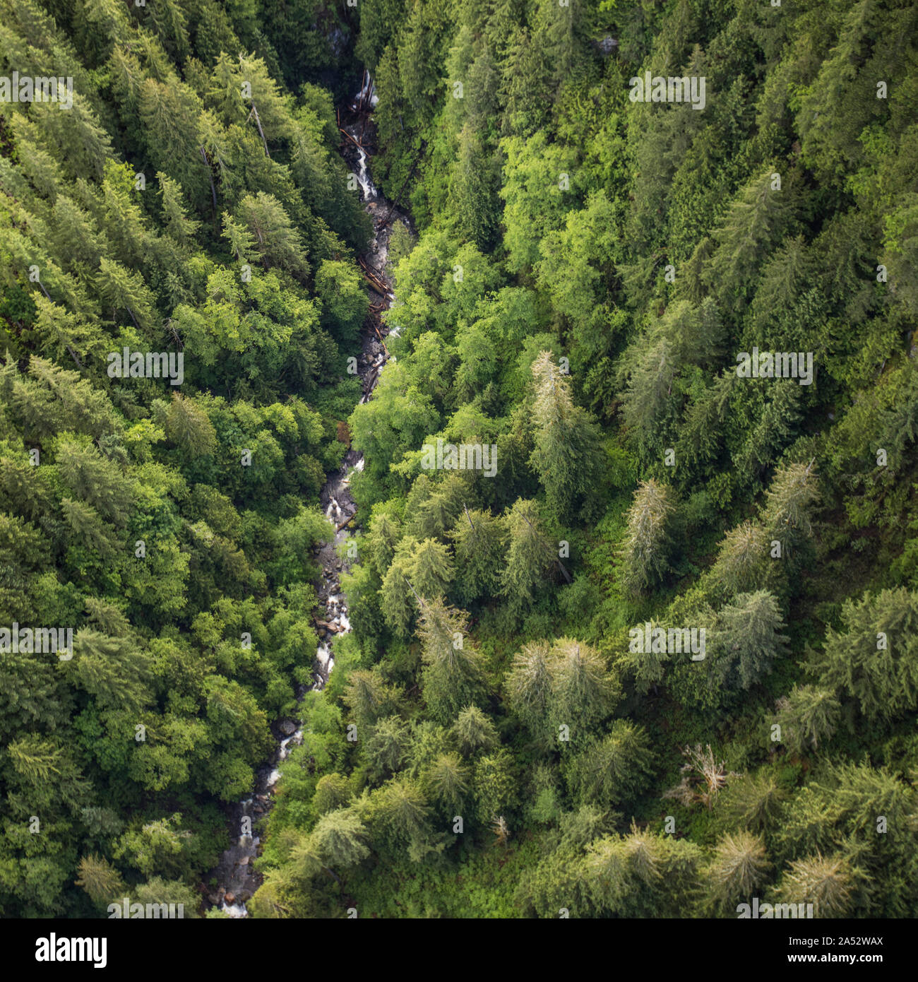 Vue aérienne de la rivière qui coule dans une forêt dense. Banque D'Images