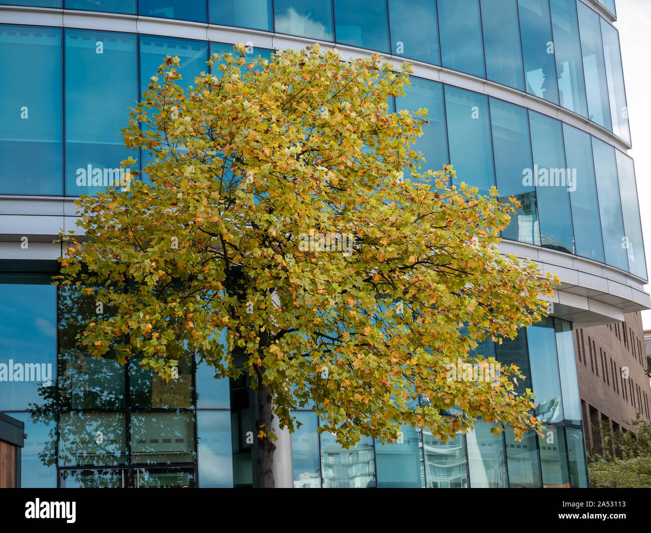 Seul arbre en orange comme symbole de l'automne sur fond de verre bleu à Londres Banque D'Images