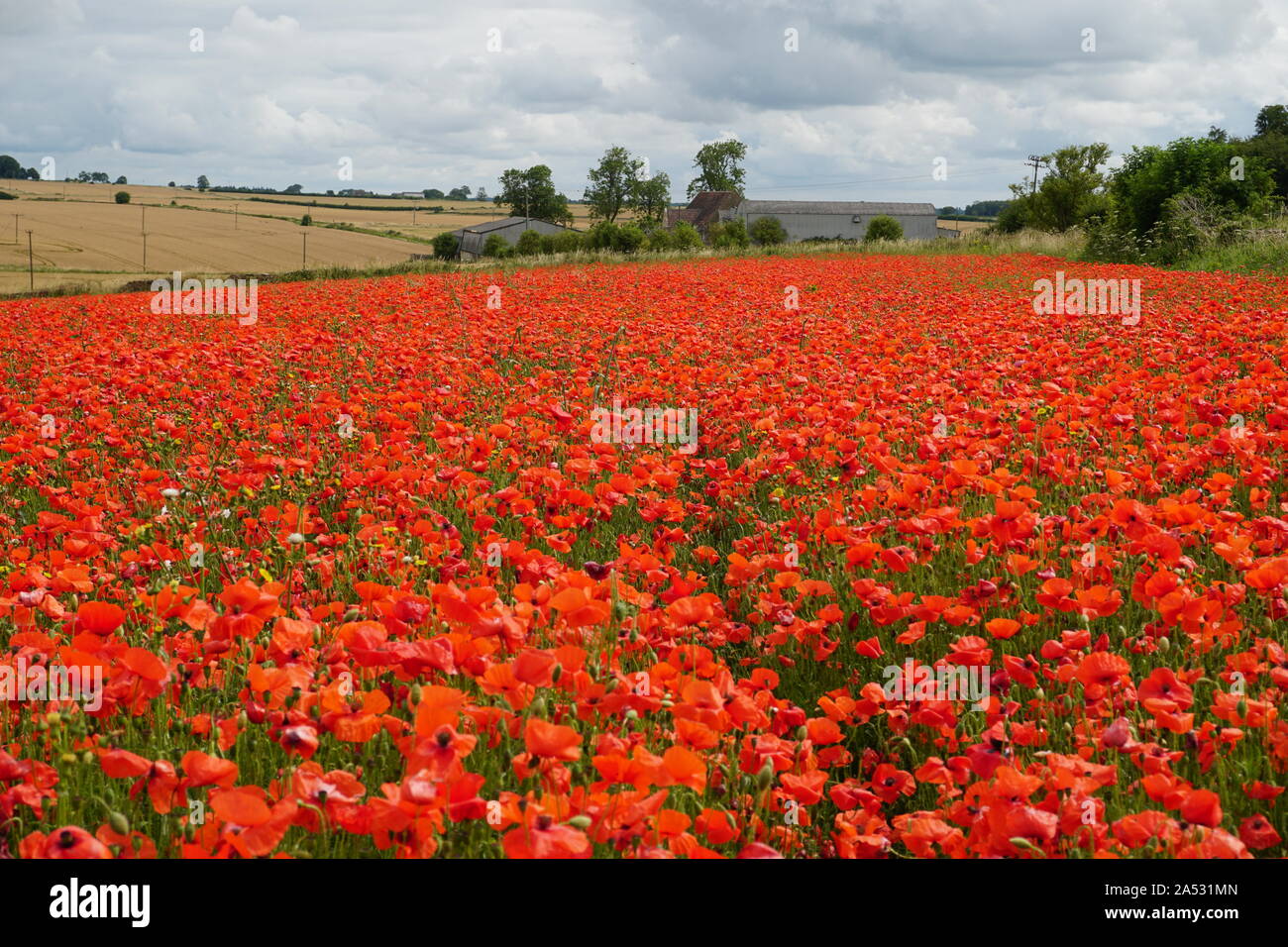 Domaine de coquelicots rouges dans le Gloucestershire, Angleterre, RU Banque D'Images