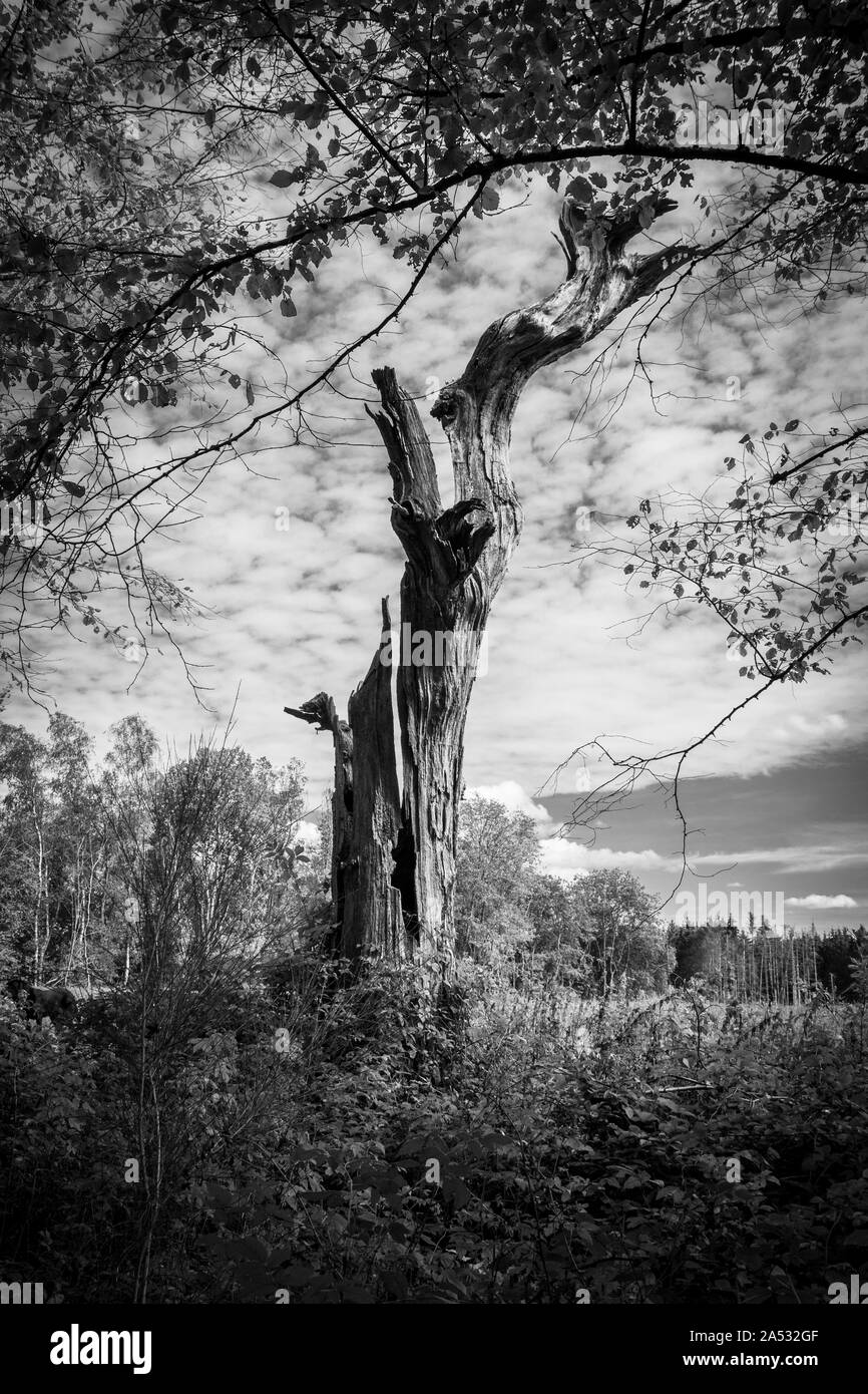 Un portrait d'un vieil arbre mort flétri sans feuilles. Banque D'Images