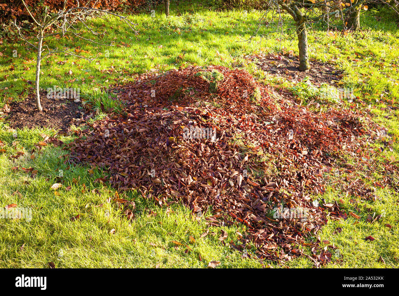 Une pile de feuilles mortes recueillies et gazon prêt à être utilisés comme paillis autour des arbres fruitiers dans un petit verger en novembre dans un jardin anglais Banque D'Images