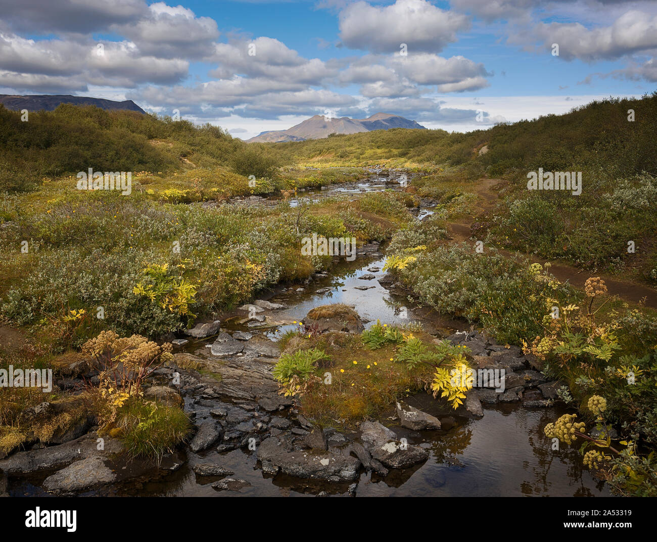 De belles fleurs d'été à la rivière glaciaire Bruara en Islande Banque D'Images