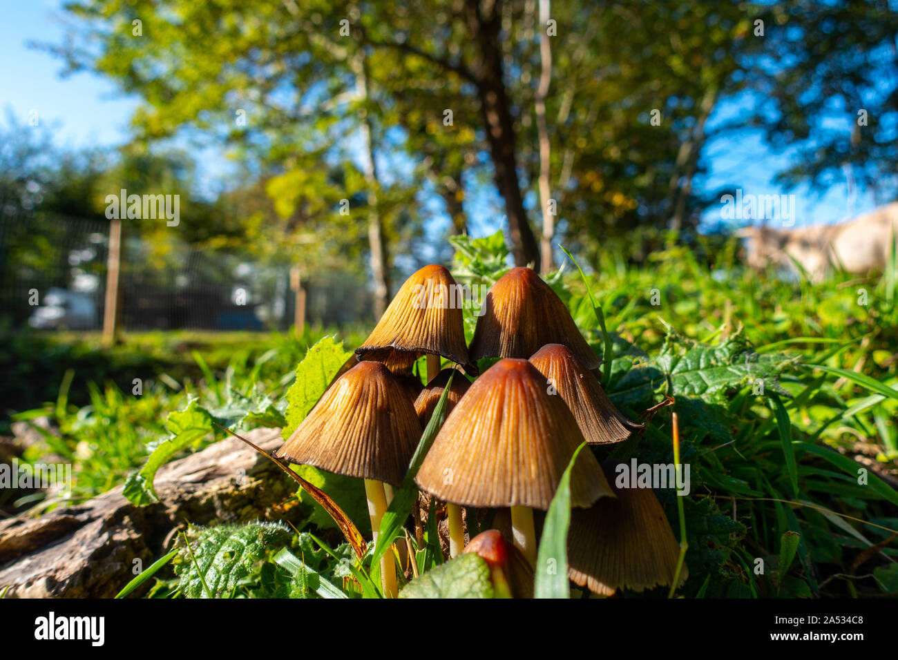 Patronymie micaceus chapeau mica ou en grappes de croissance de la forêt, Bedfordshire, Royaume-Uni Banque D'Images