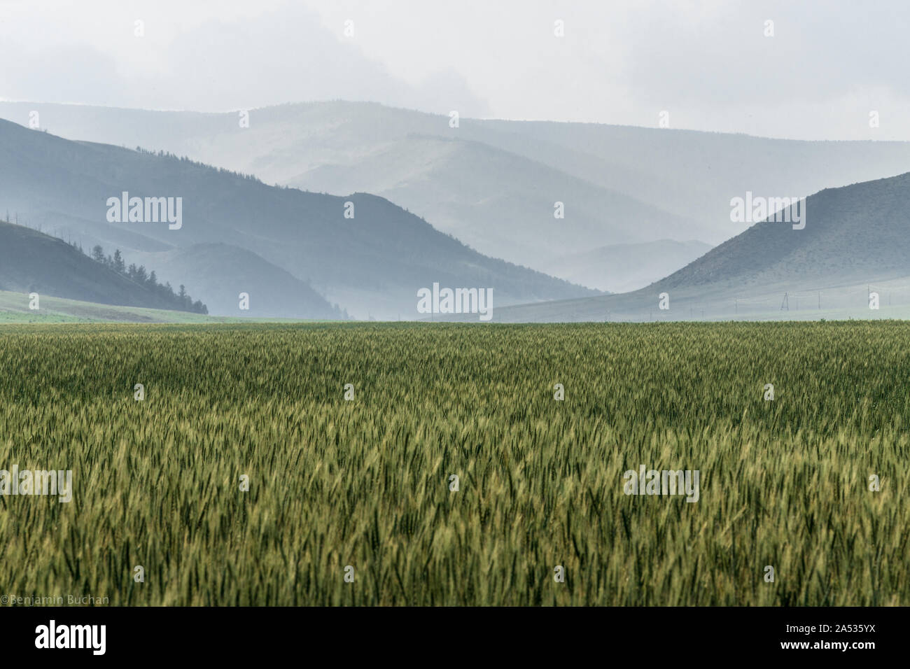 Prairie dans le Nord de la Mongolie, Hôvsgôl Province. Asie Banque D'Images