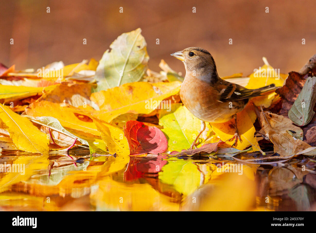 Bel oiseau sauvage ,pinson dans la forêt d'automne boit de l'eau Banque D'Images