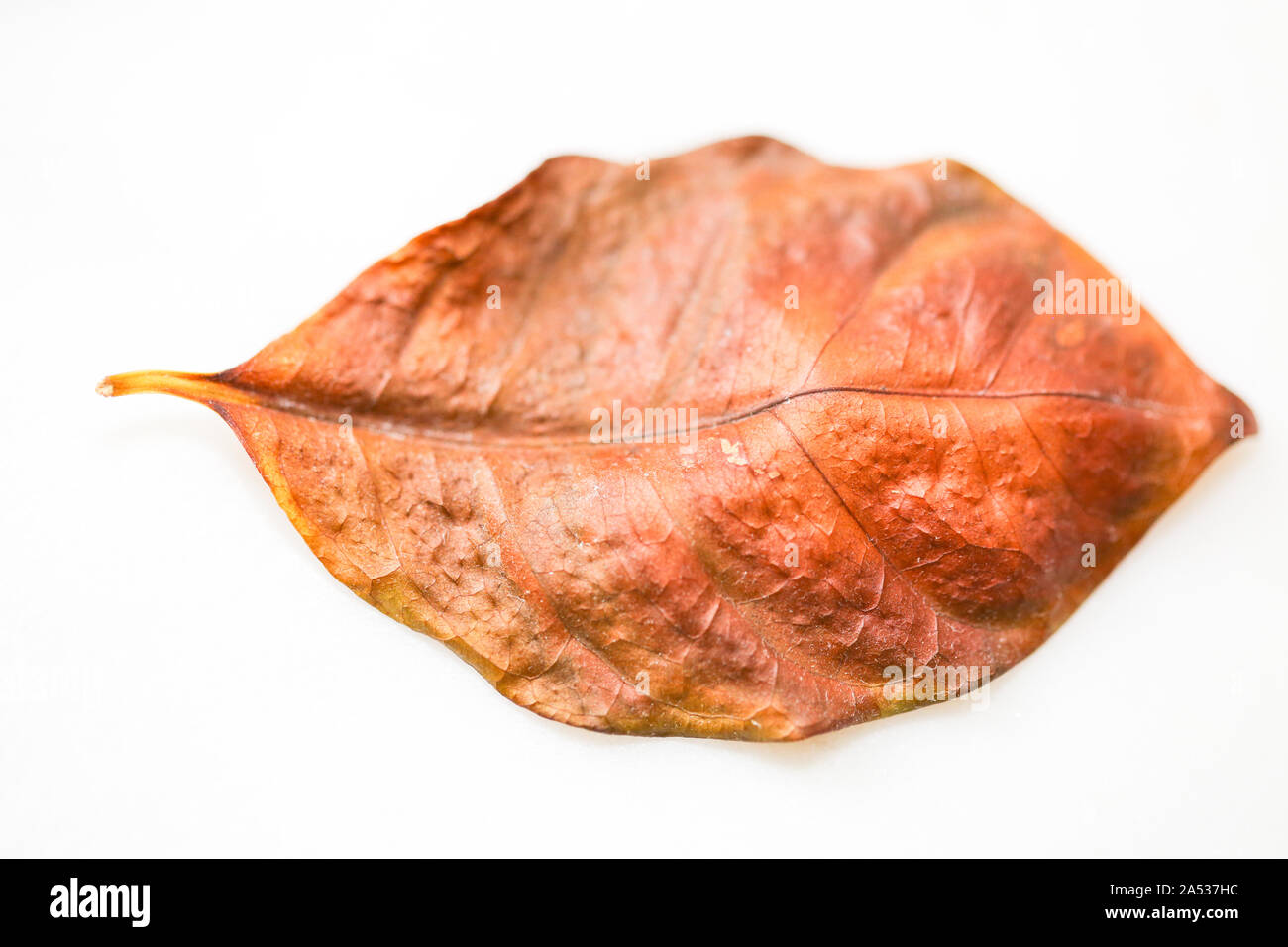 Belles feuilles qui tombent en automne - Image de fond naturel Banque D'Images