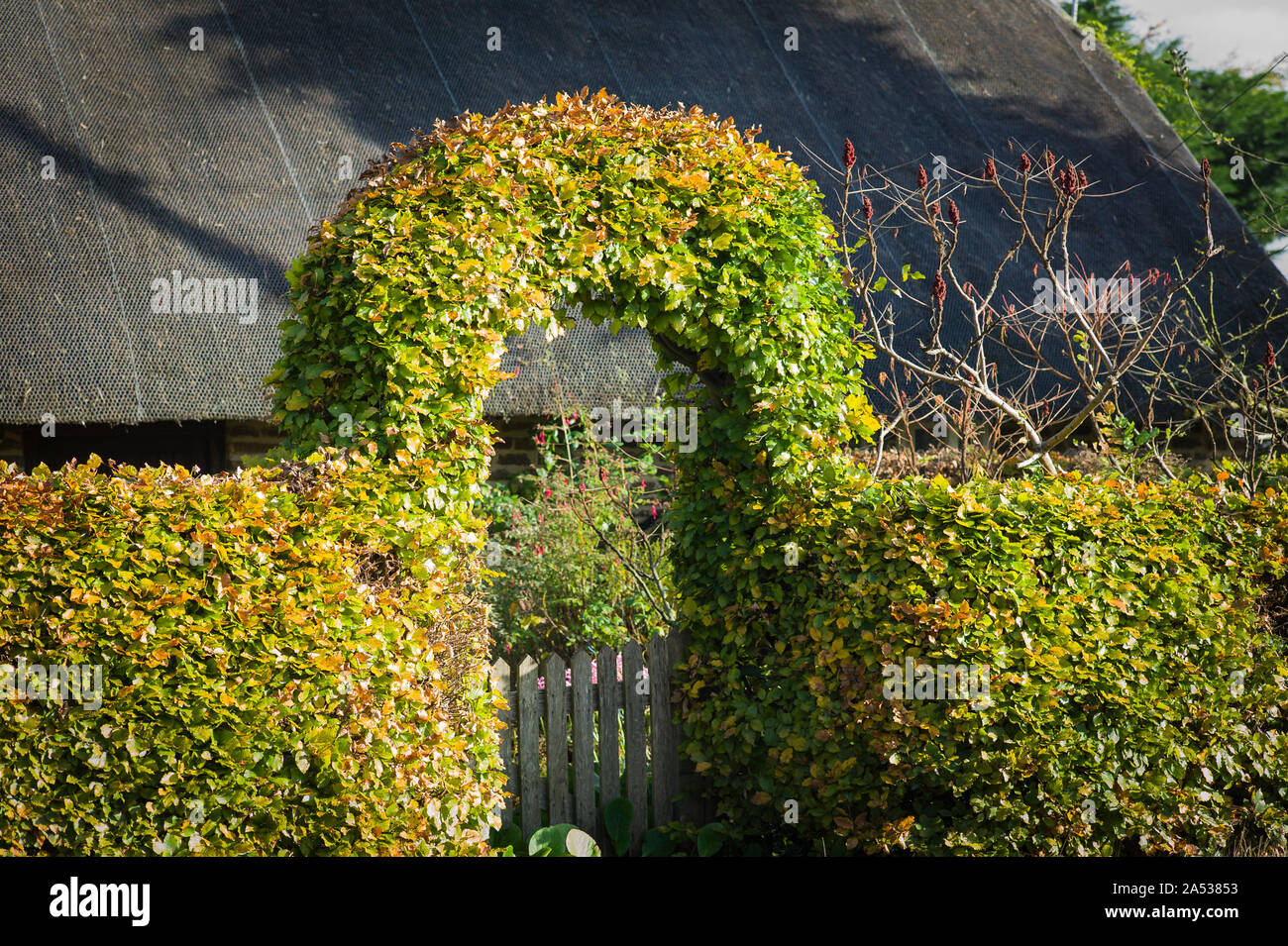 Une haie de hêtre façonné pour former une arche au-dessus d'un jardin d'accès à la propriété, y compris un cottage au toit de chaume déduits dans le Wiltshire England UK Banque D'Images