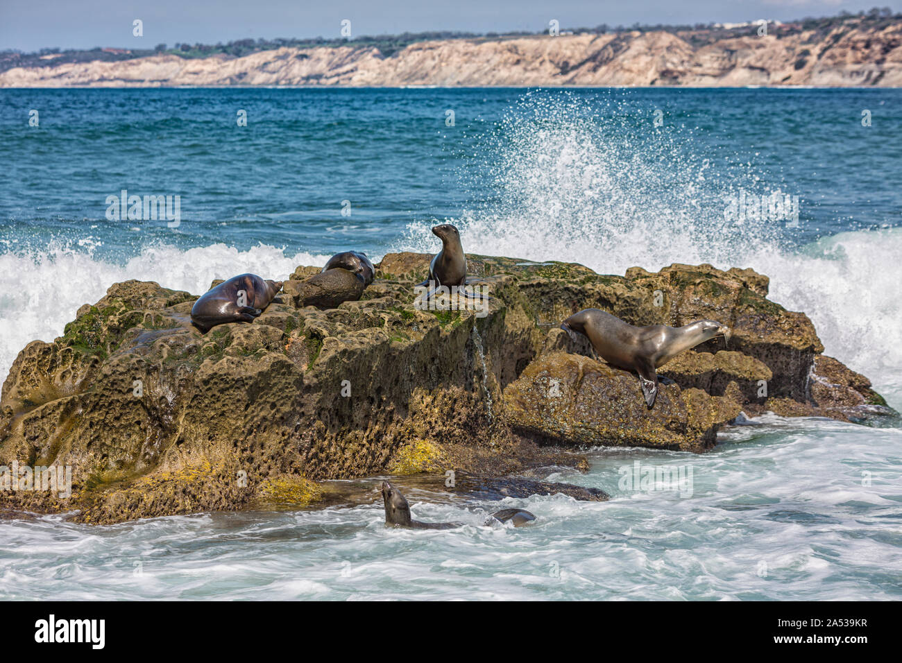 Un groupe de lions de mer de Californie se font chauffer la couenne au soleil sur les rochers à La Jolla Cove à La Jolla, San Diego, USA en été Banque D'Images
