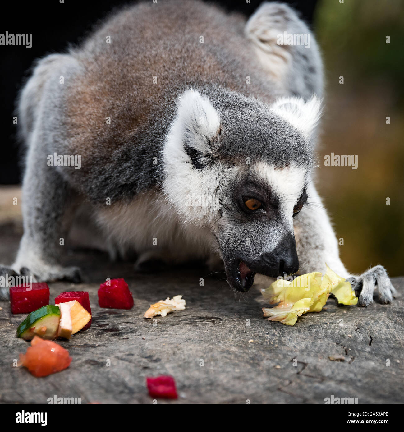 Un gros plan d'un journal sur un lémurien eating fruit Banque D'Images