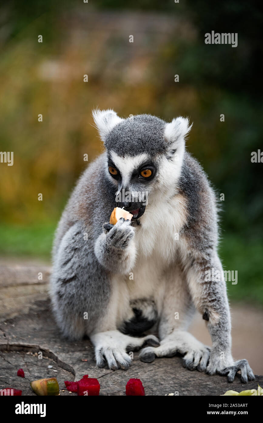Un lémurien sitting on a log eating fruit Banque D'Images