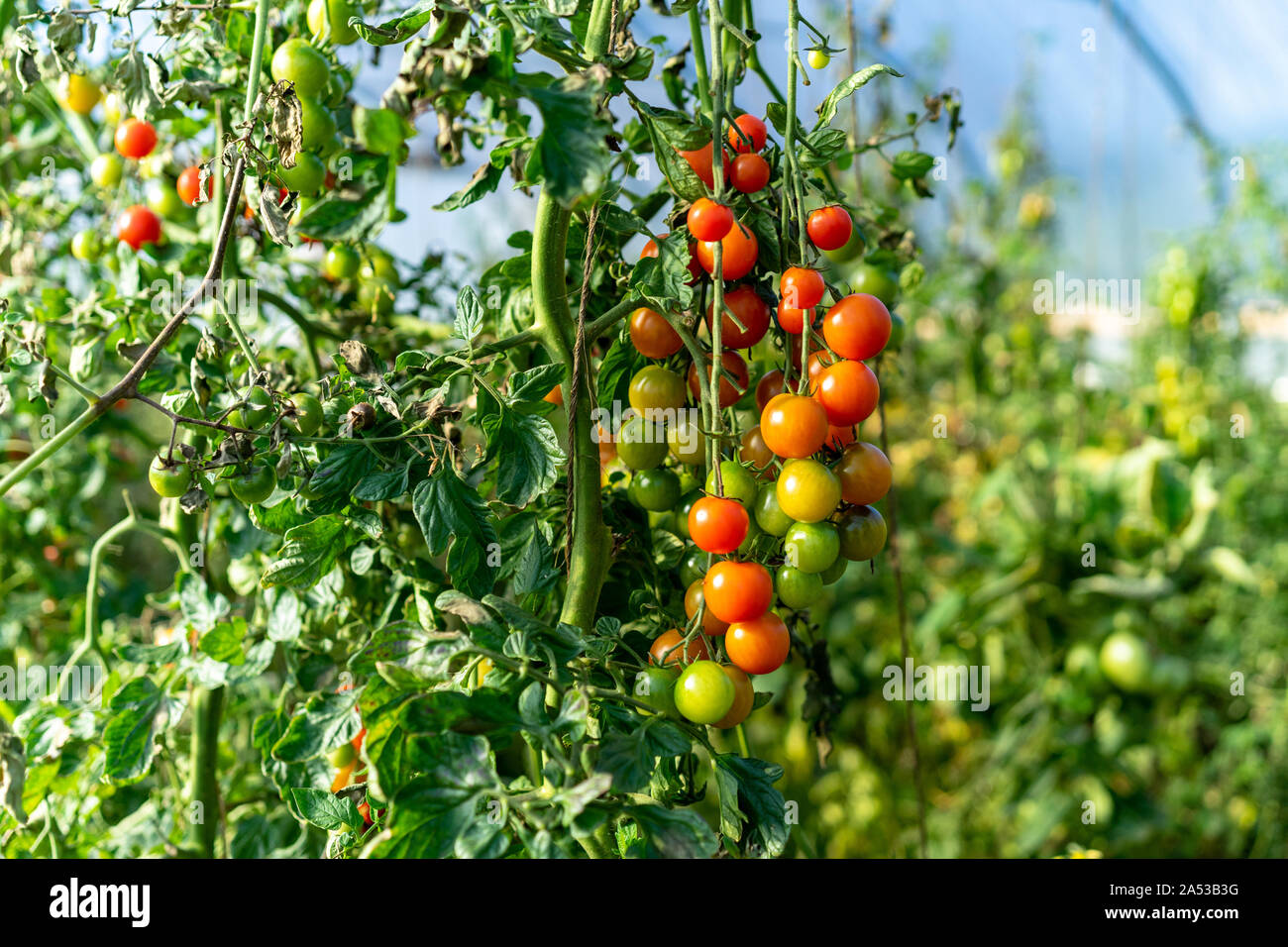 Heirloom colorés mûrs tomates biologiques sur la vigne Banque D'Images