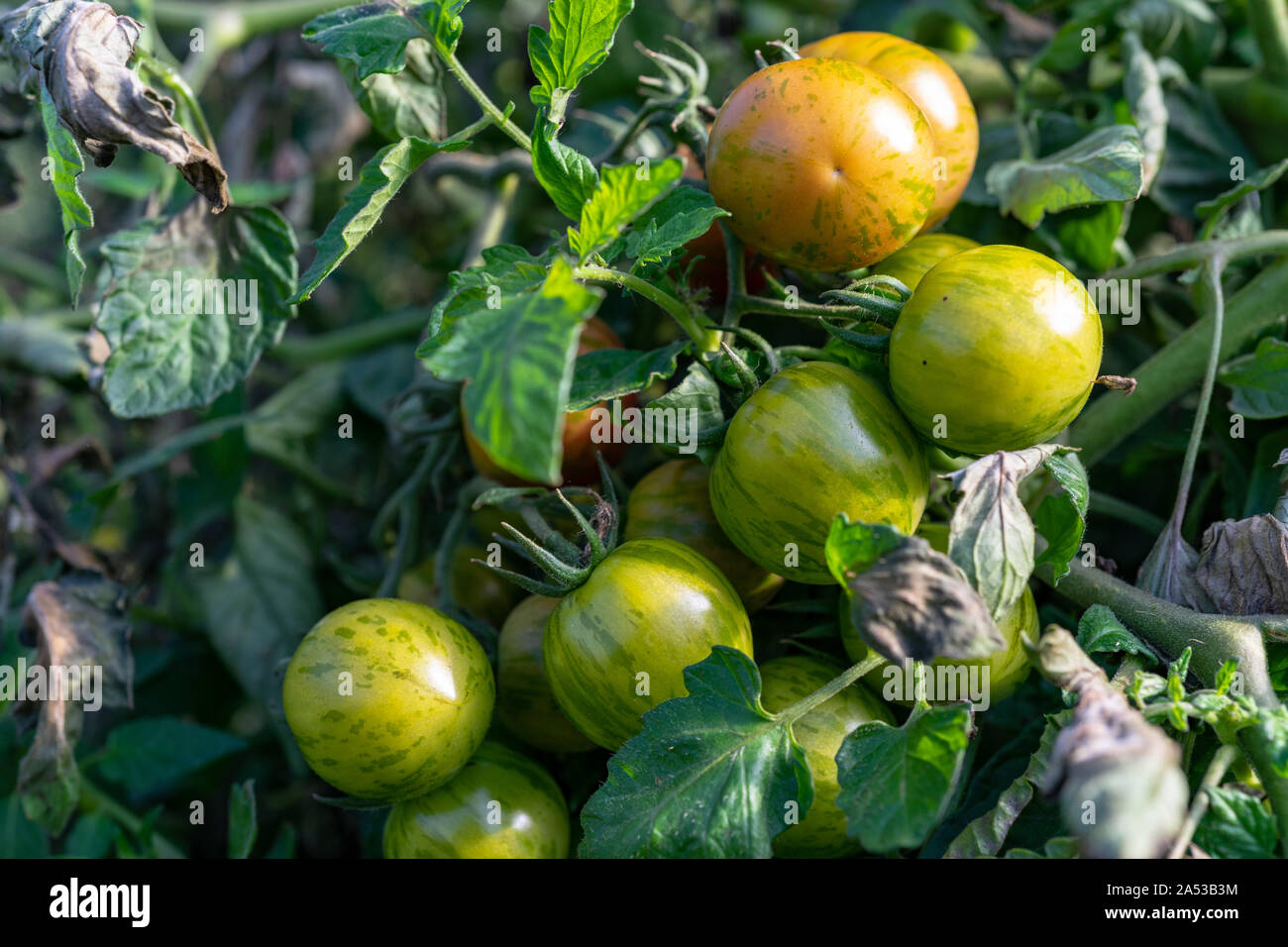 Heirloom colorés mûrs tomates biologiques sur la vigne Banque D'Images