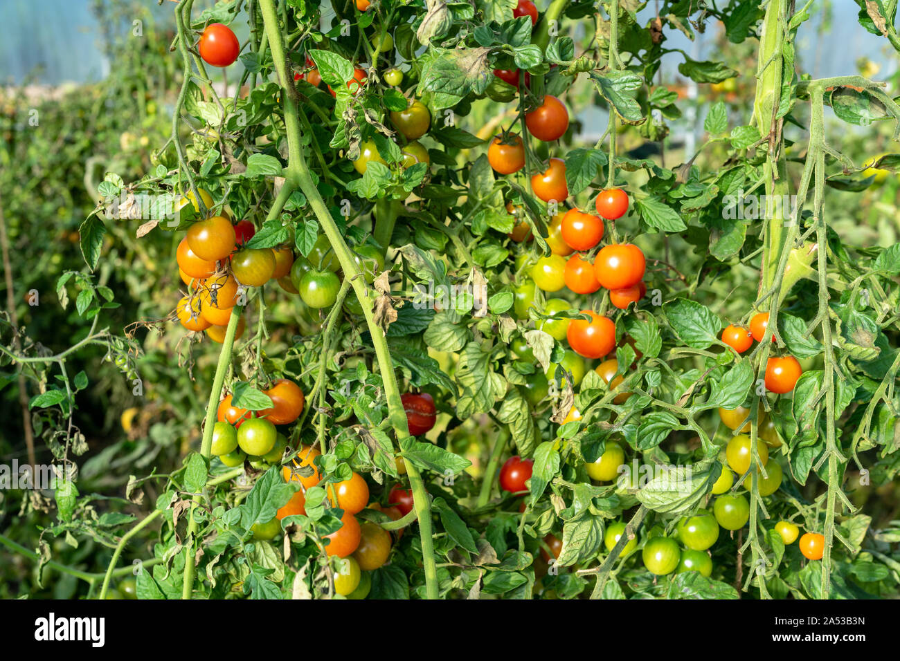Heirloom colorés mûrs tomates biologiques sur la vigne Banque D'Images