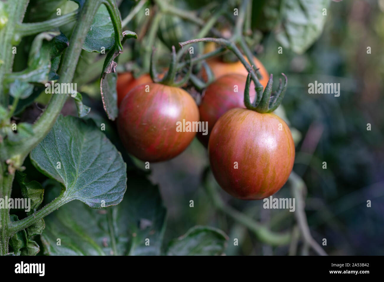 Heirloom colorés mûrs tomates biologiques sur la vigne Banque D'Images