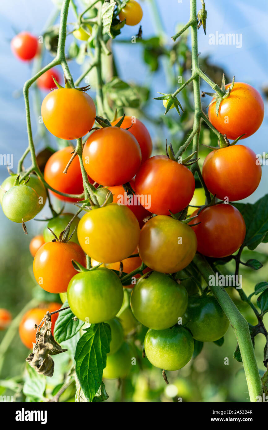 Heirloom colorés mûrs tomates biologiques sur la vigne Banque D'Images