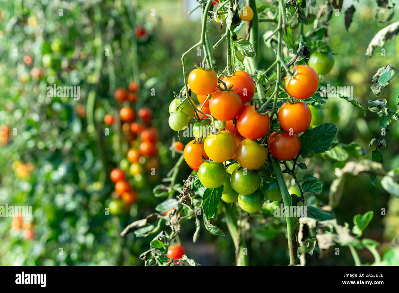 Heirloom colorés mûrs tomates biologiques sur la vigne Banque D'Images